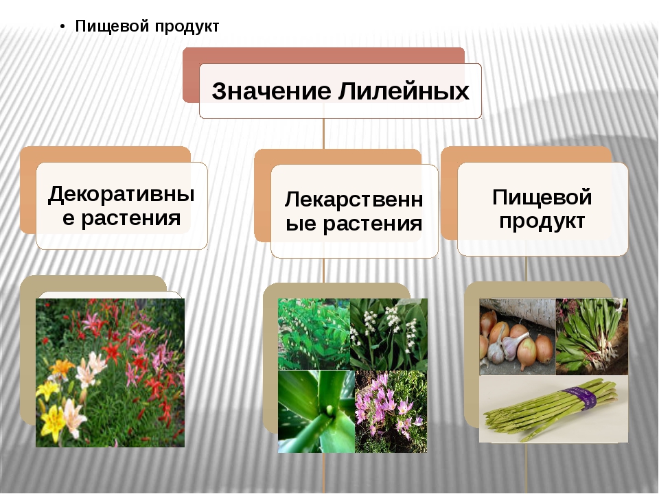 Три примера лилейных. Декоративные культурные растения. Лилейные в природе и жизни человека. Декоративные Лилейные растения. Пищевые Лилейные растения.