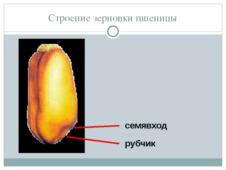 Какое строение имеет зерновка. Строение семени зерновки пшеницы. Строение зерновки кукурузы. Строение семени зерновки кукурузы. Семена зерновки строение.