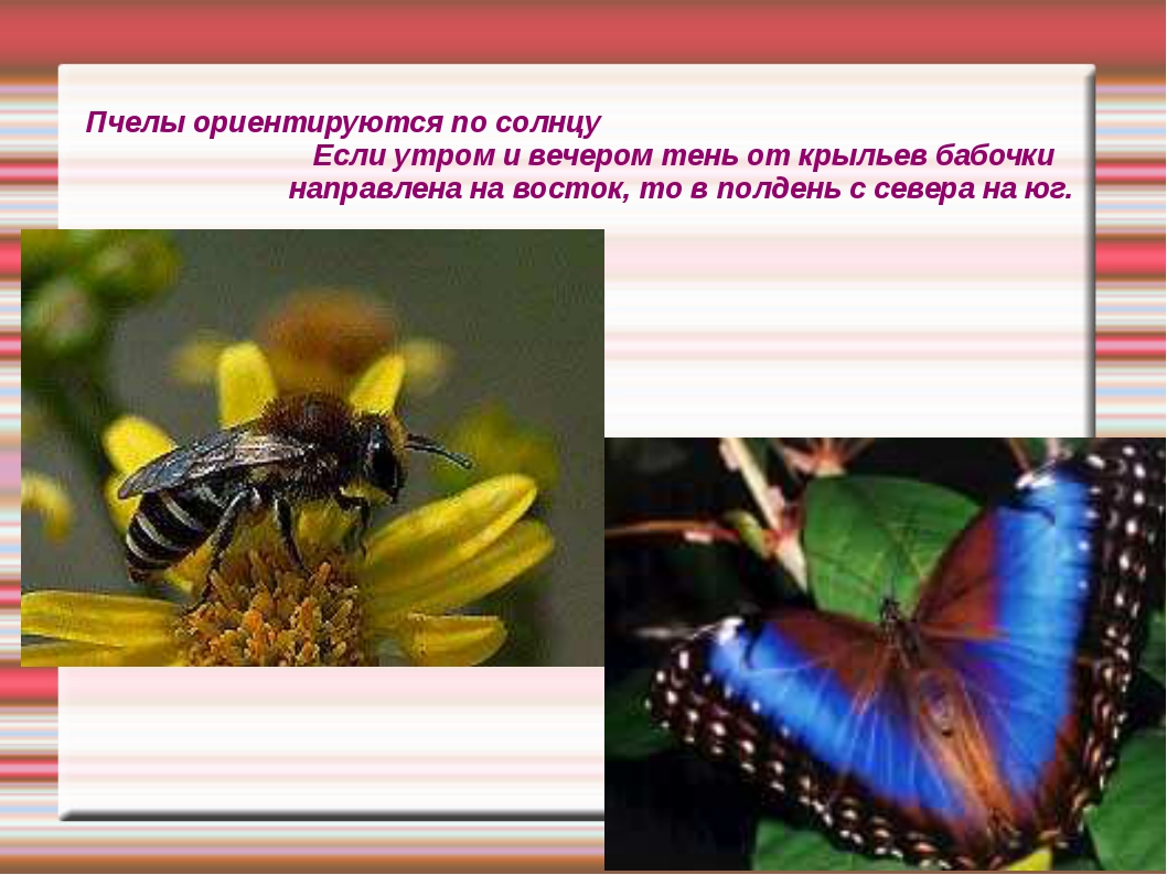 Животные ориентируются в пространстве. Ориентирование по бабочкам. Ориентация пчел в пространстве. Пчелы ориентируются по солнцу. Ориентирование по пчелам.