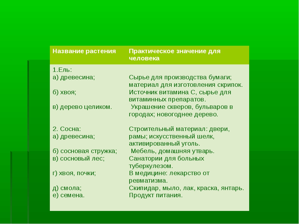 Значение голосеменные в природе и жизни человека. Таблица значение голосеменных растений в природе и жизни человека. Значение ели в природе. Значение растений таблица. Значение голосеменных в природе и жизни человека.