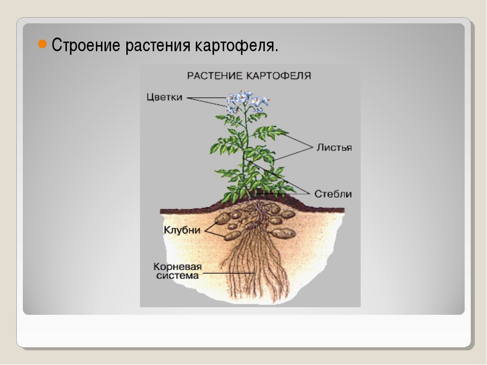 Части картофеля. Тип корневой системы у картофеля. Корневая система картофеля схема. Строение корневой системы картофеля. Строение корня картофеля.