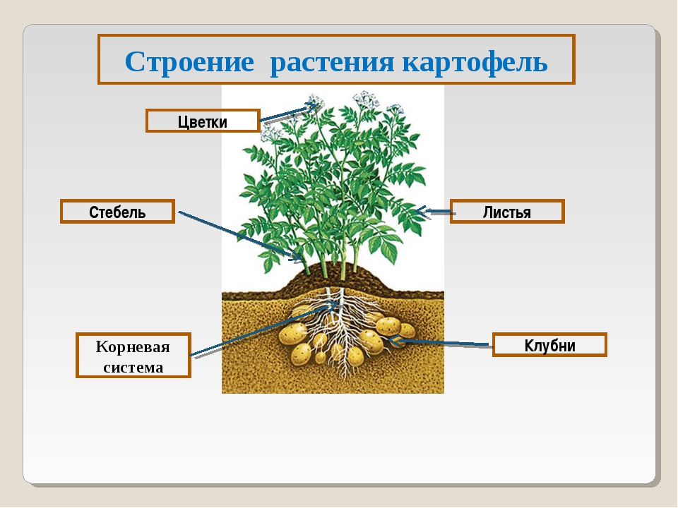 Осевое строение картофеля