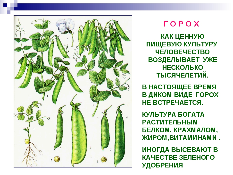 Горох 1 класс. Семейство бобовые горох посевной. Горох описание растения 2 класс. Горох посевной строение.