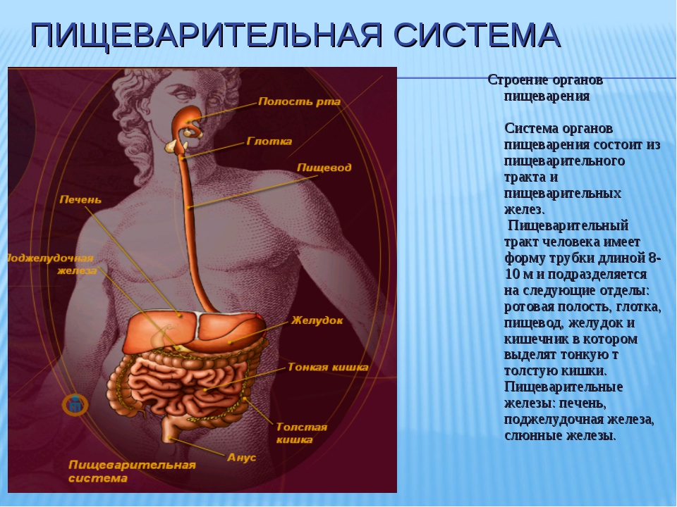 Анатомия строение организмов и органов. Строение пищевой системы человека. Органы пищеварительной системы система анатомия. Пищеварительная система строение и функции анатомия. Органы пищеварительной системы человека и их функции и строение.