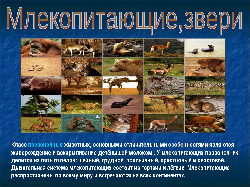 Проект на тему мир животных. Млекопитающие презентация. Млекопитающие проект. Позвоночные животные особенности. Разнообразие зверей.