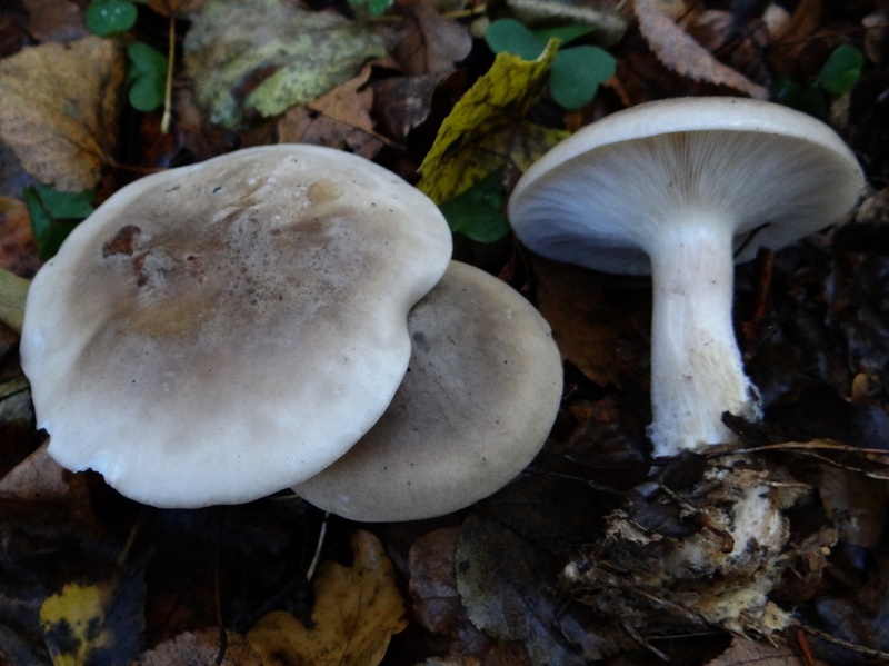 Разновидности грибов рядовки