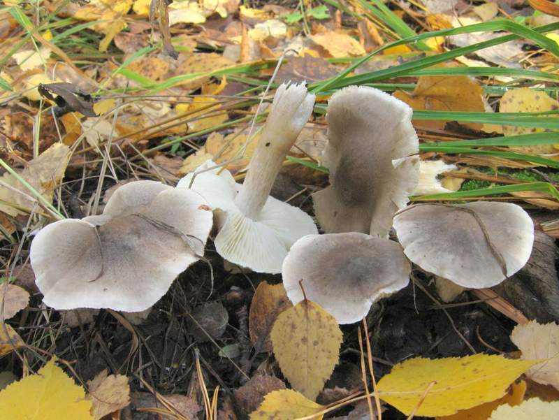 Как собирать съедобные грибы