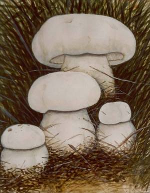 Как определить съедобные и ядовитые грибы