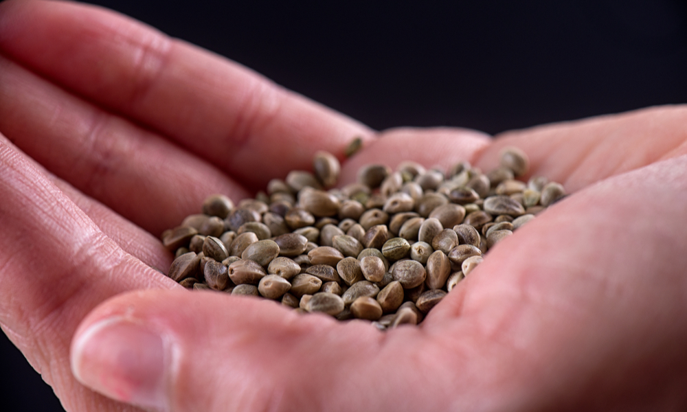 How To Germinate Cannabis Seeds: A Step-by-Step Guide