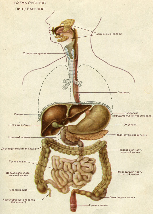 Рисунок пищеварительной. Строение пищеварительной системы человека. Строение внутренних органов пищеварительной системы. Общая схема пищеварительной системы. Система органов пищеварения схема.