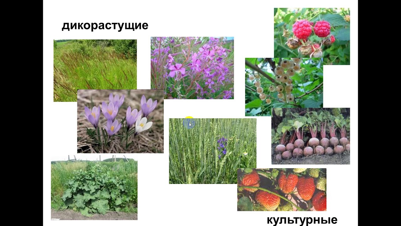 Культурные травянистые. Дикиростуший культурные. Дикорастущие и культурные. Травы дикорастущие и культурные. Дикорастущие и культурные растения.