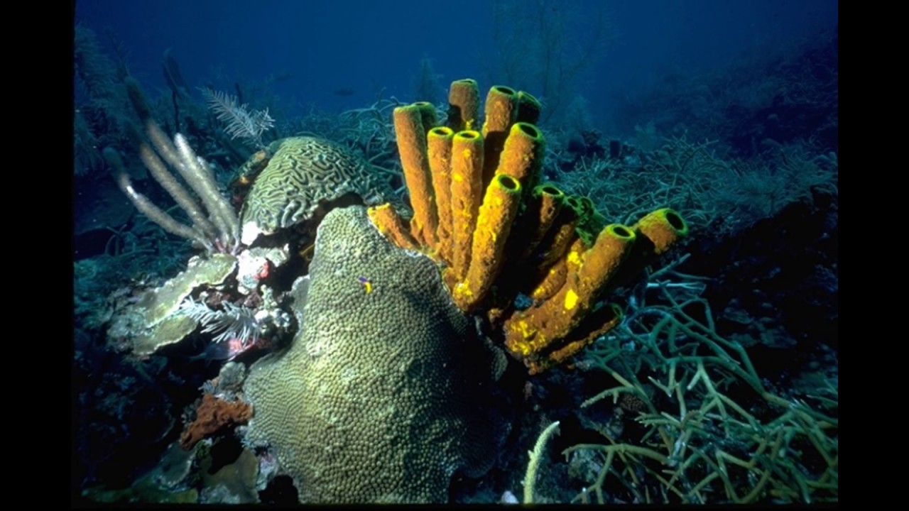 Самые 1 живые организмы. Древние живые организмы. Первые живые существа на земле. Исчезновение живых организмов. Самые маленькие и самые примитивные живые существа в океане.