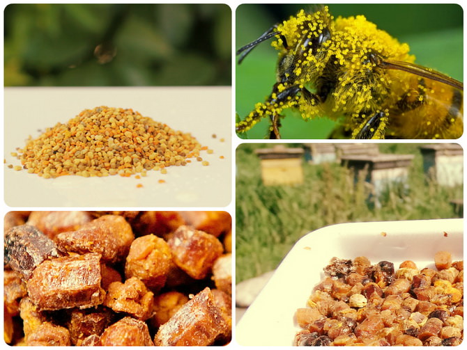 Перга пчелиная фото полезные свойства как принимать: 20 лечебных ...