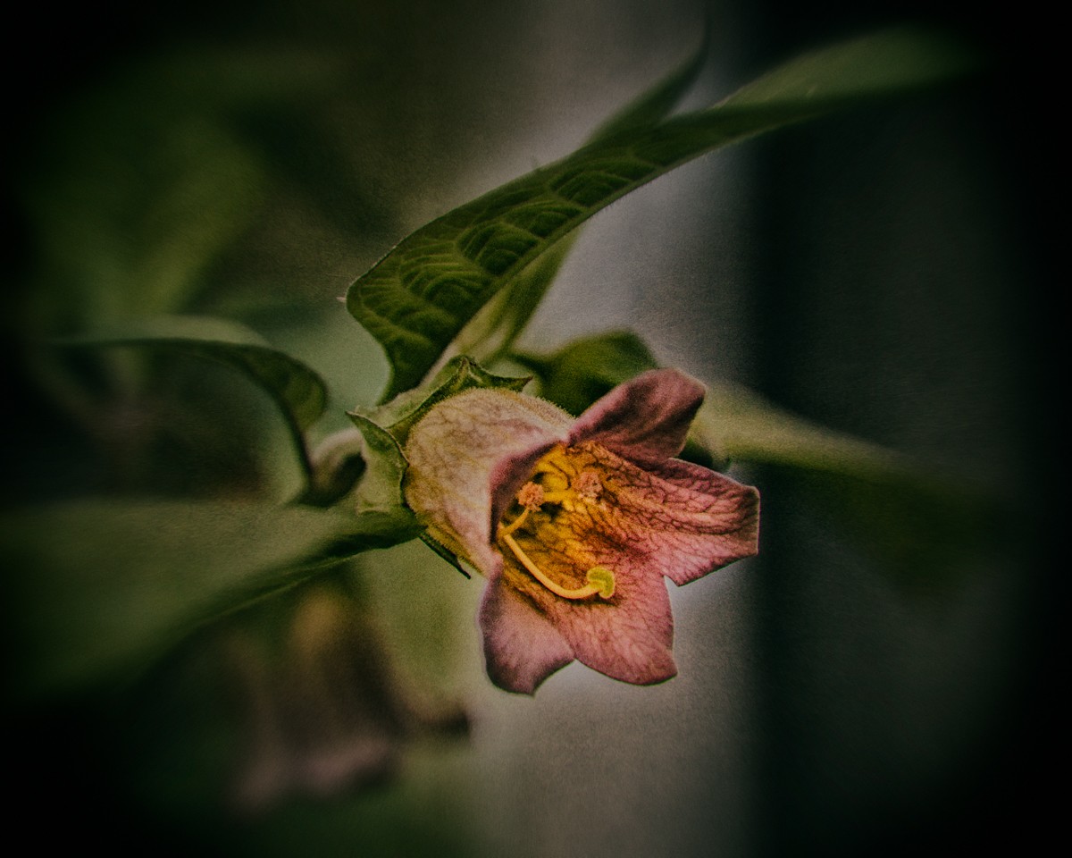 Многочисленные растения. Белладонна. Atropa Belladonna Flower. Неистовый цветок. Красавка арт.