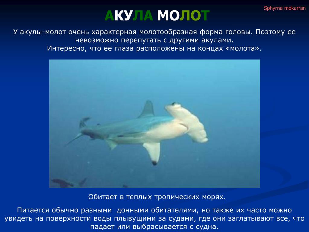 Почему акулы постоянно в движении. Акула-молот (Sphyrna Zygaena). Акула молот доклад. Тип симметрии акулы молот. Акула молот и рыба молот.