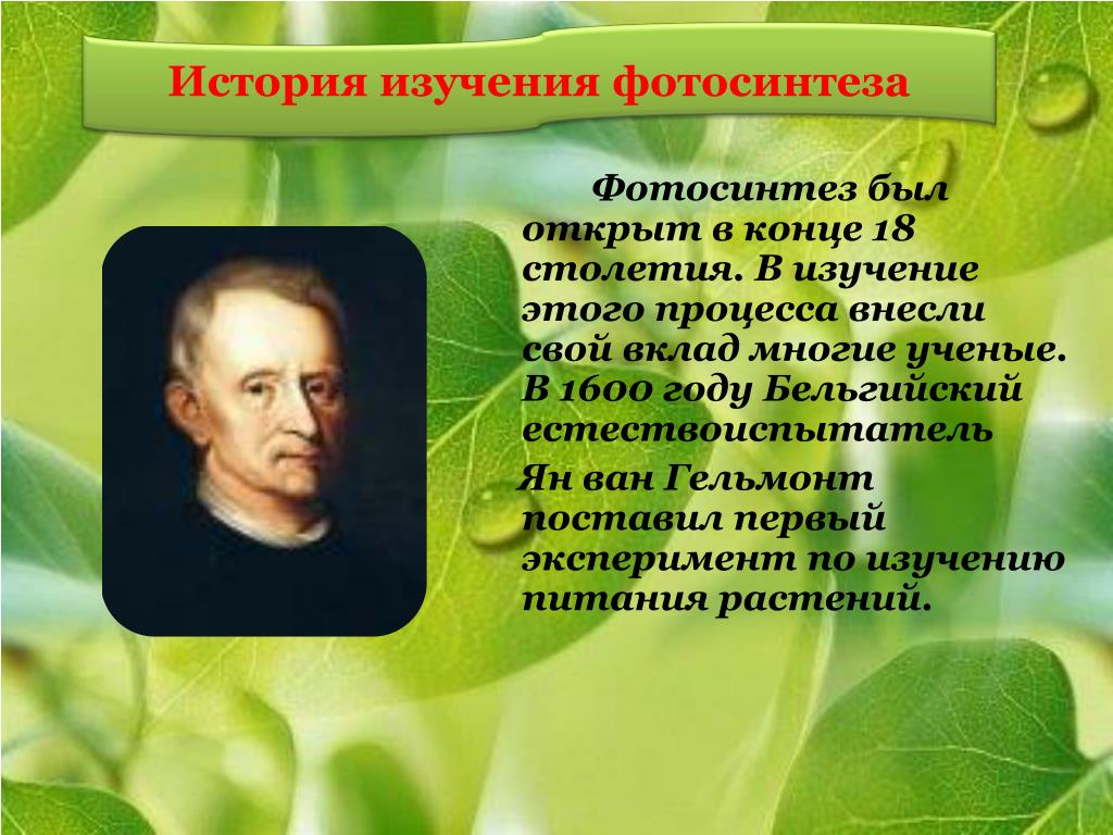 Русский ученый впервые значение хлорофилла для фотосинтеза. О учёных которые изучали фотосинтез. Ученый открывший фотосинтез. Вклад в изучение фотосинтеза ученые.