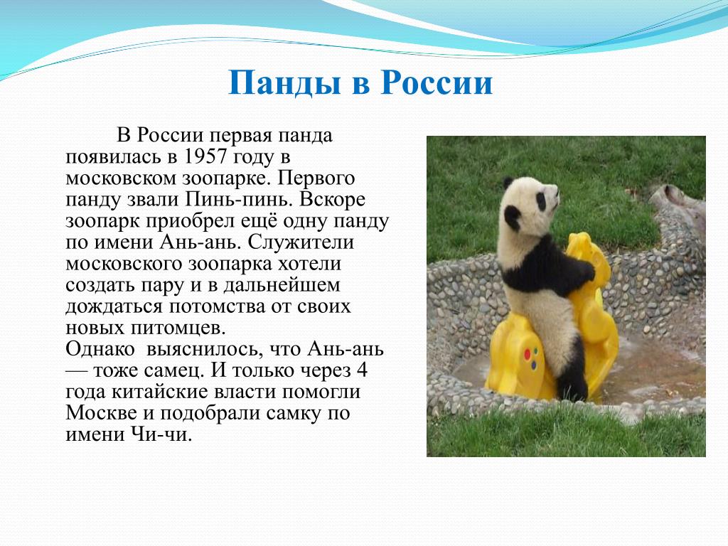 Большей сообщение. Рассказ о панде. Презентация про панду. Сообщение о панде. Презентация про большую панду.