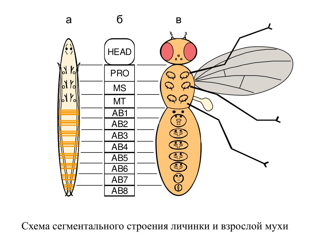 Строение мухи для детей в картинках