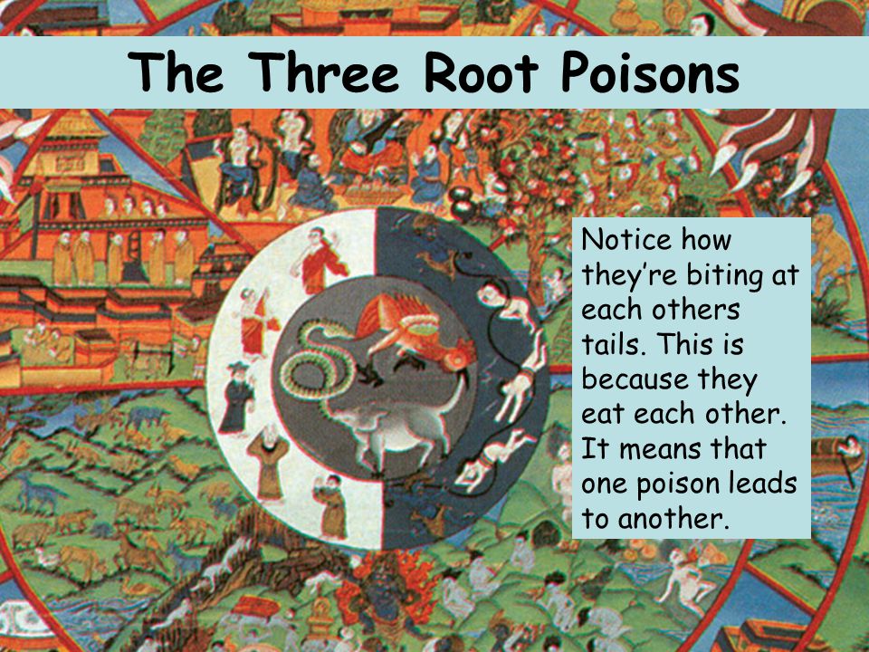 The Three Root Poisons Notice how they’re biting at each others tails.