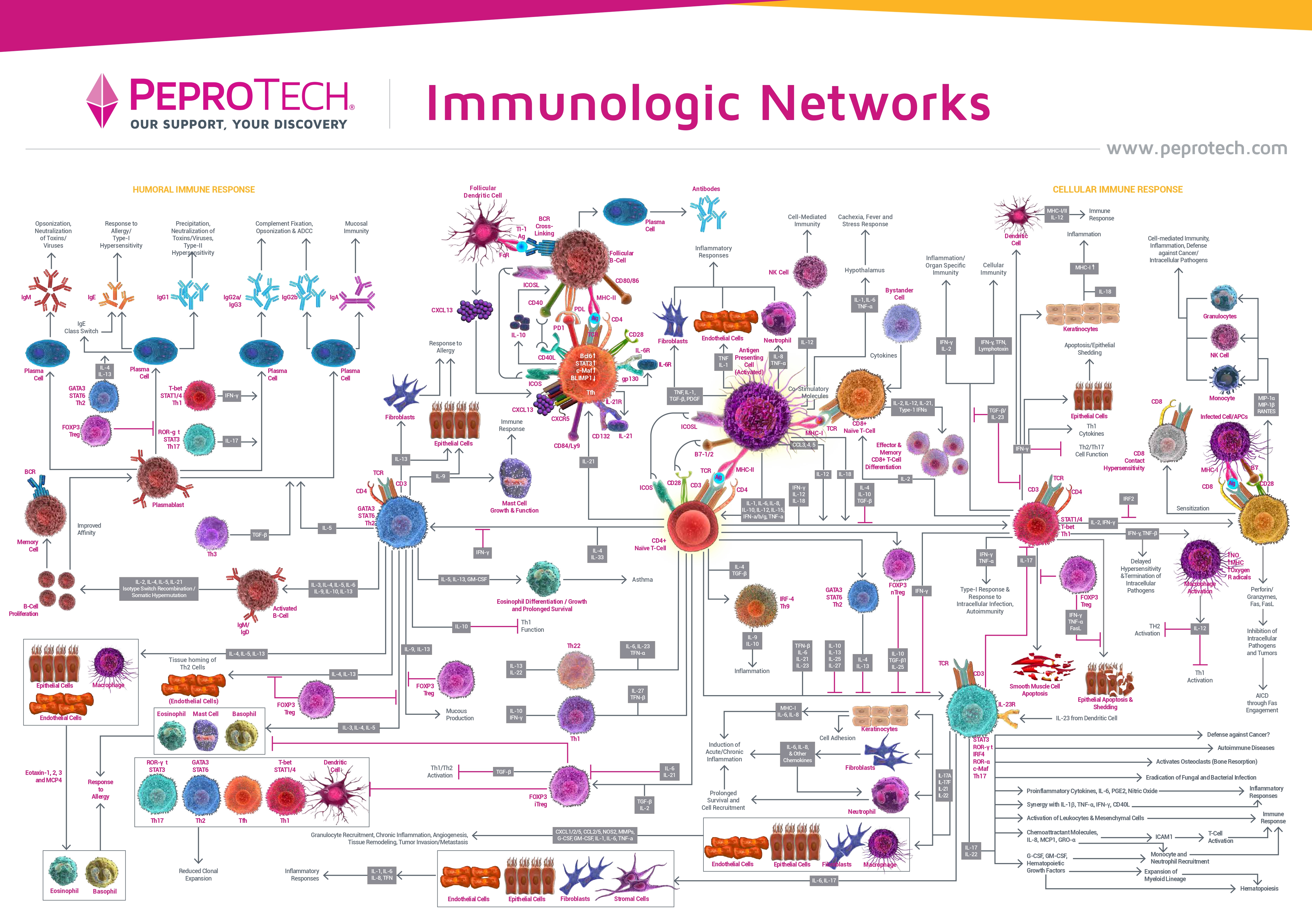 И это еще упрощенная схема иммунного ответа. Источник: Lab-A-Porter
