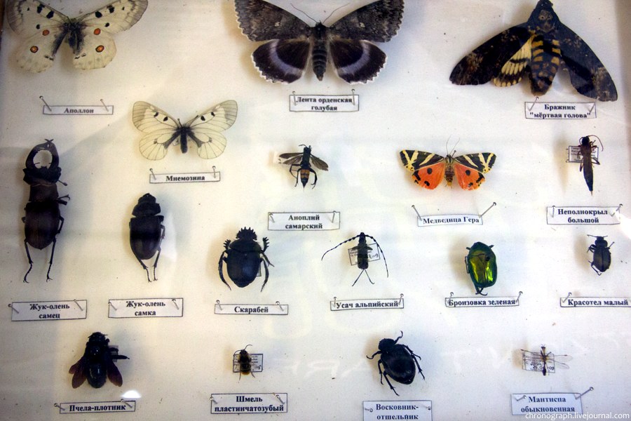 Крупные насекомые россии фото с названиями