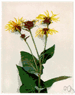 elecampane - tall coarse Eurasian herb having daisylike yellow flowers with narrow petals whose rhizomatous roots are used medicinally