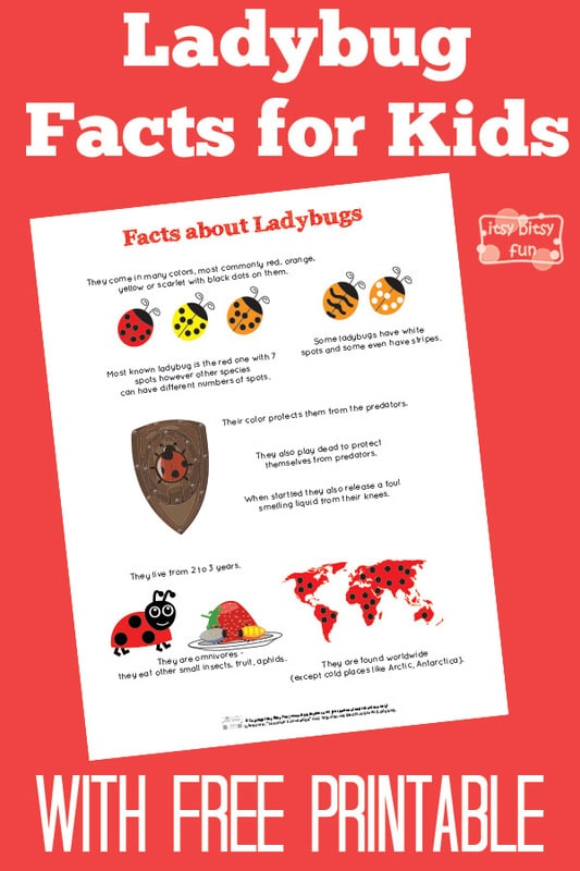 Fun Ladybug Facts for Kids