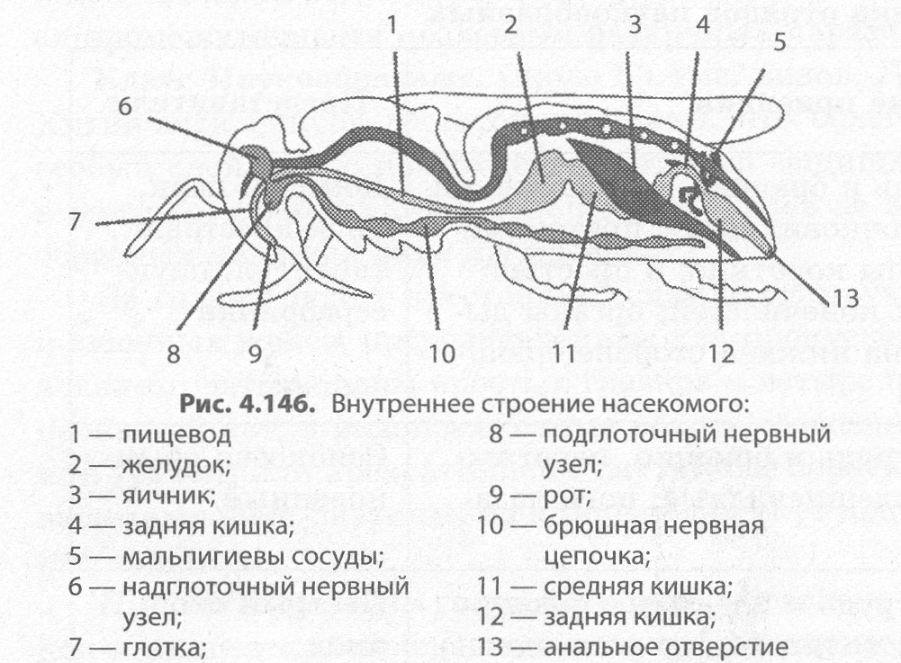 Рассмотрите схему строения кровеносной системы пчелы имеют ли