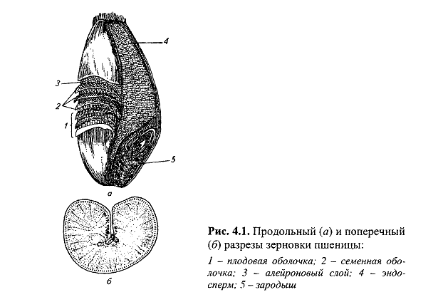 Рассмотрите рисунок напишите названия частей семени пшеницы обозначенных цифрами