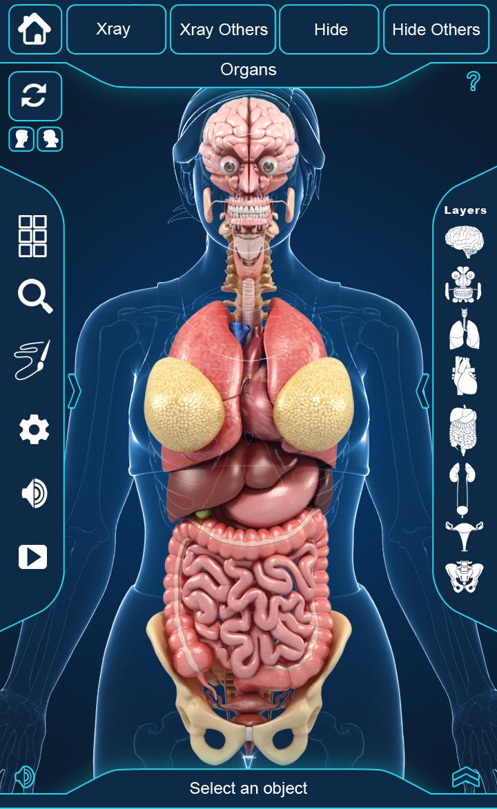 Фото человеческого организма внутренние органы с надписями