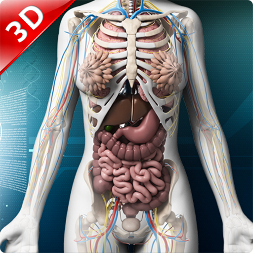 Анатомия человека расположение органов. Внутренние органы человека. Тело человека органы расположение. Скелет с внутренними органами.