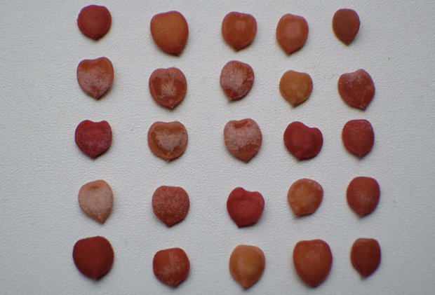 Косточки калины