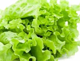 обычный листовой салат
