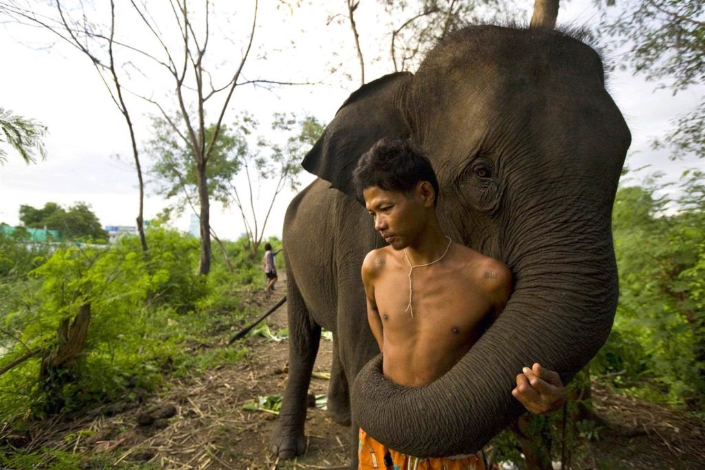 Мьянма слоны