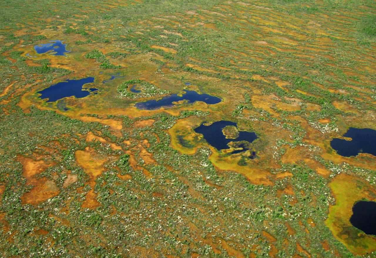 Территория болот в россии. Васюганские болота. Васюганские болота, Западная Сибирь. Болота Западно сибирской равнины. Васюганские болота площадь.
