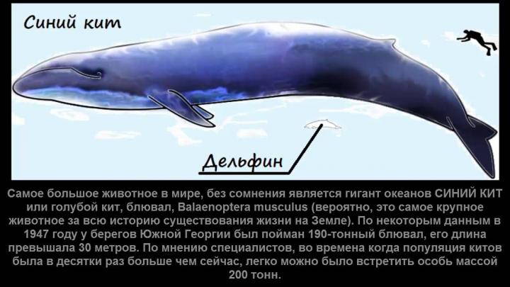 Физиологические признаки синего кита. Синий кит самое большое животное в мире. Синий кит длина и вес. Голубой кит Размеры и вес. Вес китенка синего кита.