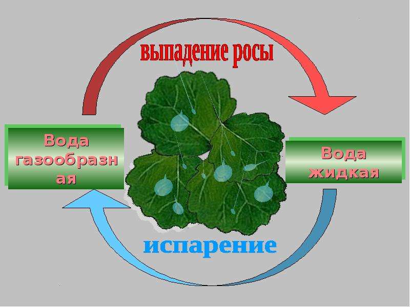 Картинки На Землю Выпала Роса