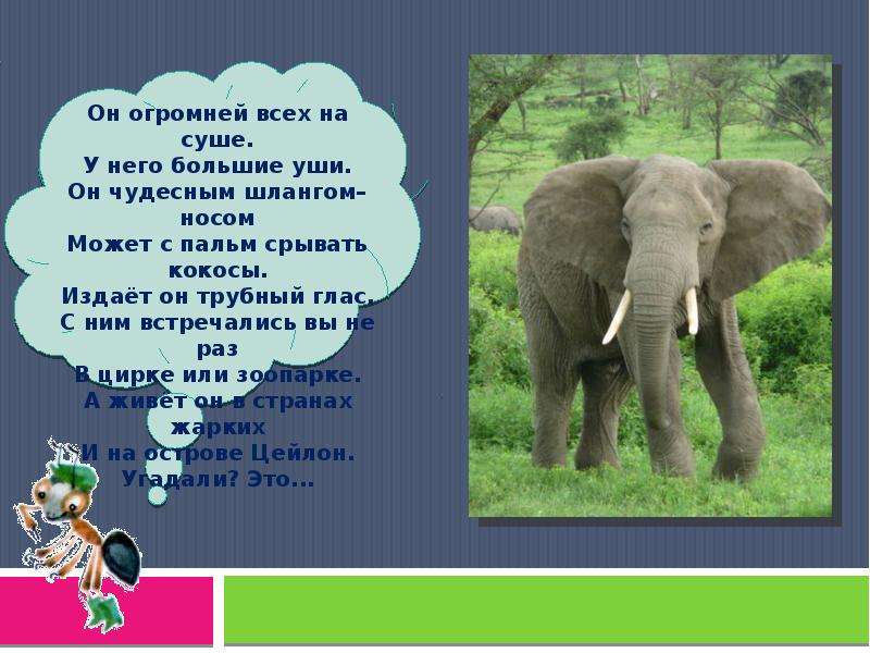 Как слон издает звуки. Факты о слонах. Интересные факты о слонах. О слонах для детей). Слоны интересные факты.