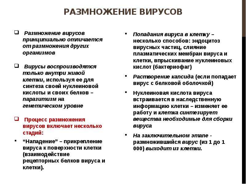 Размножение вирусов. Размножение вирусов кратко. Этапы размножения вирусов. Процессы происходящие при размножении вирусов. Размножение вирусов таблица.