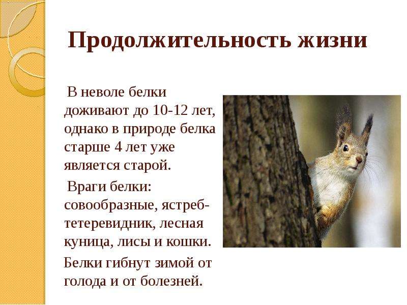 Годы жизни животных. Враги белки в природе. Белка Продолжительность жизни. Враги белок в природе. Продолжительность жизни белок.