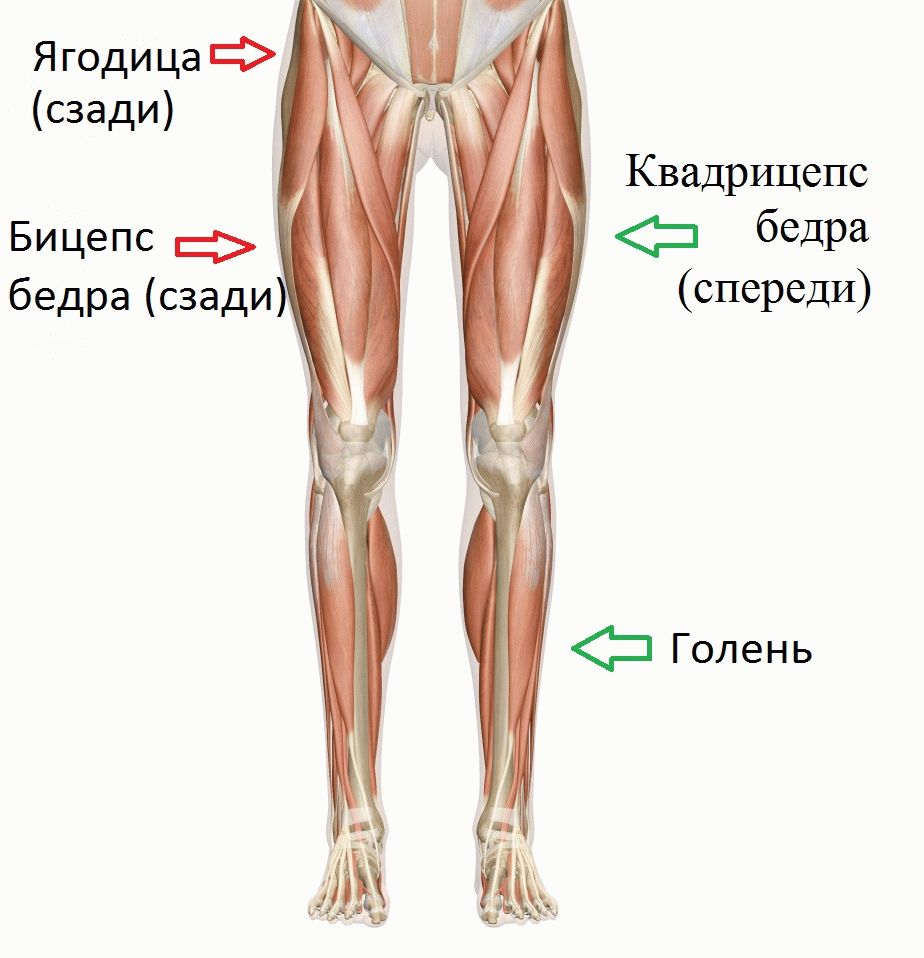 Мышцы в ляшках. Квадрицепс бедра анатомия. Бицепс бедра квадрицепс и ягодица. Мышцы ног квадрицепс анатомия. Квадрицепс бедра анатомия человека.
