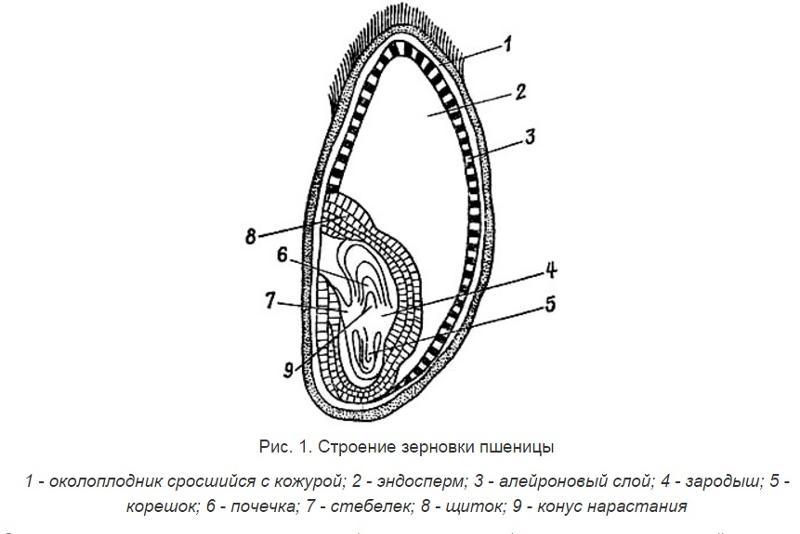 Рассмотрите рисунок напишите названия частей семени пшеницы обозначенных цифрами