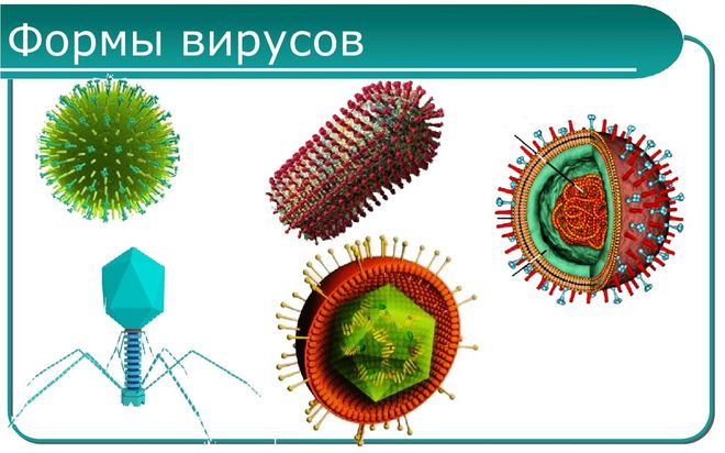 Разновидности вирусов