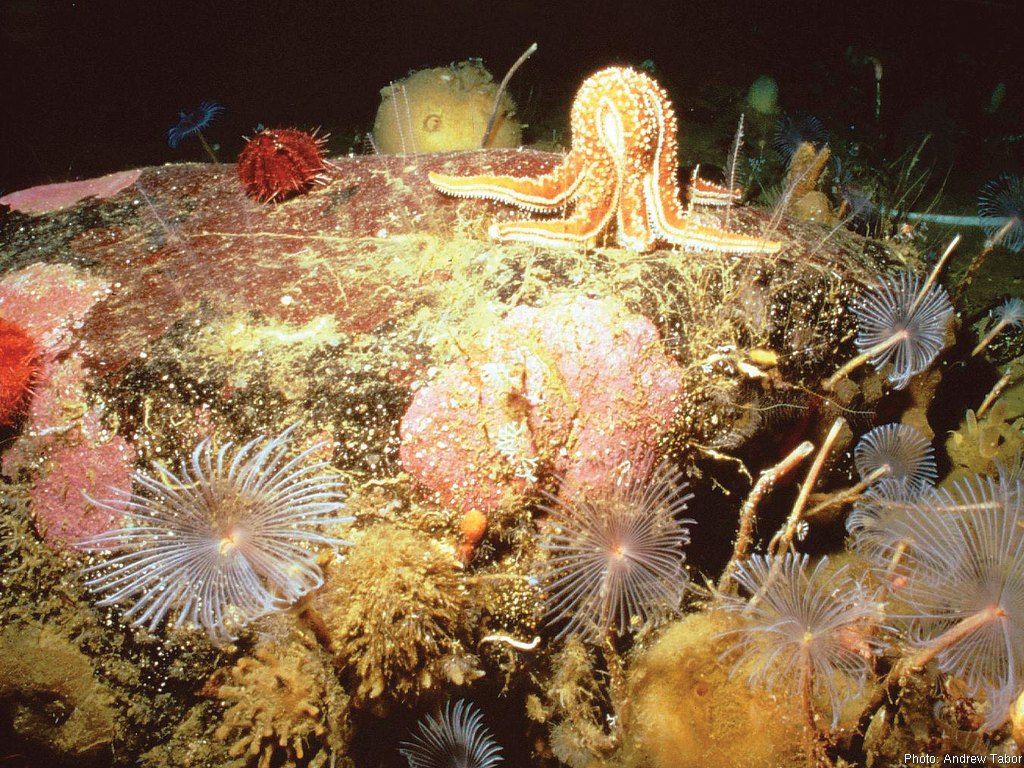 Каковы особенности живых организмов в океане. Морской гребешок это бентос. Бентос Пресноводные водоемы. Сессильный бентос. Живые организмы океане бентос.