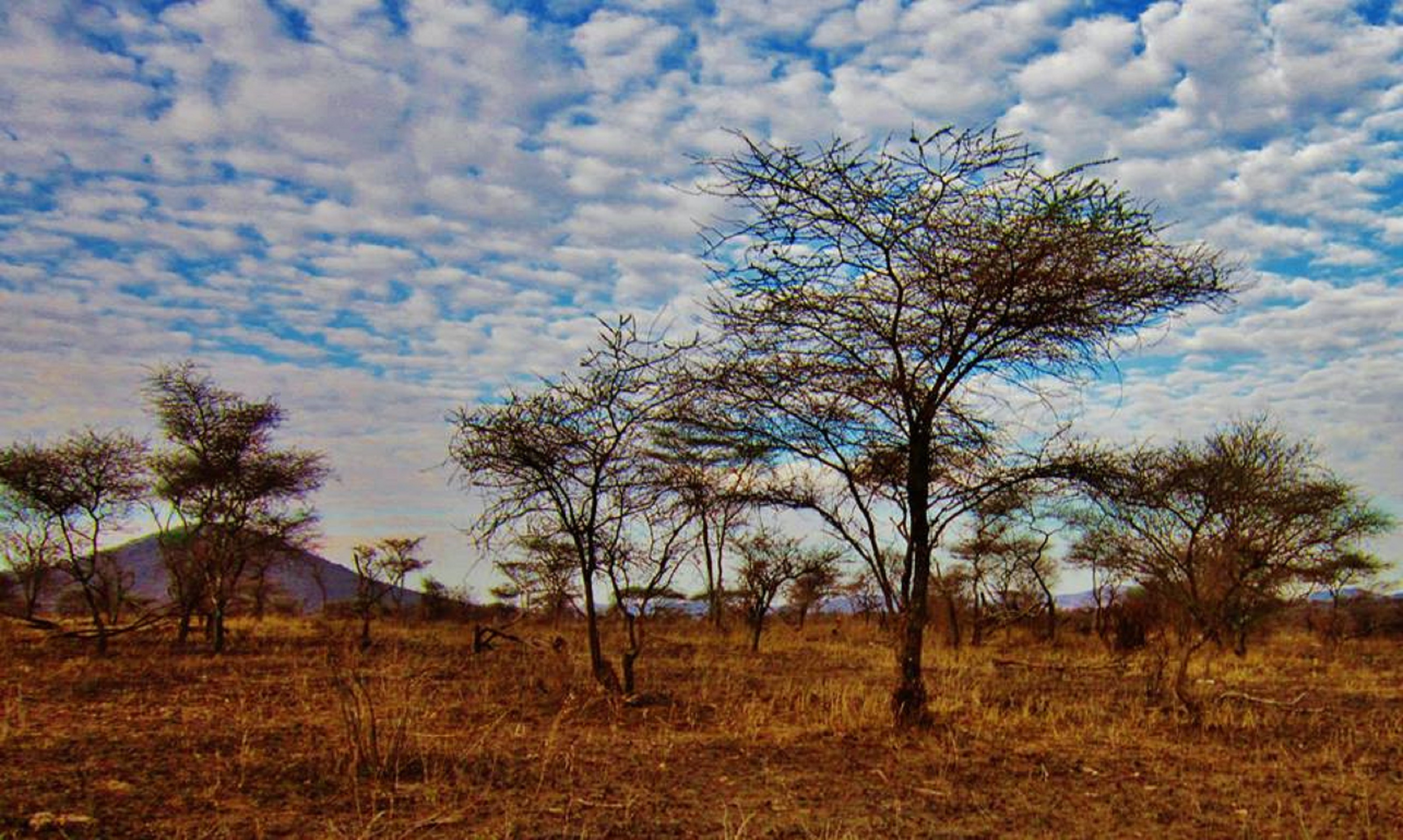 Редколесья 5. Национальный парк Серенгети Танзания. Ландшафт Серенгети. Национальный парк Серенгети растительность.