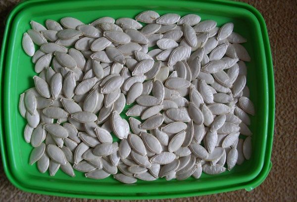 кабачковые семена