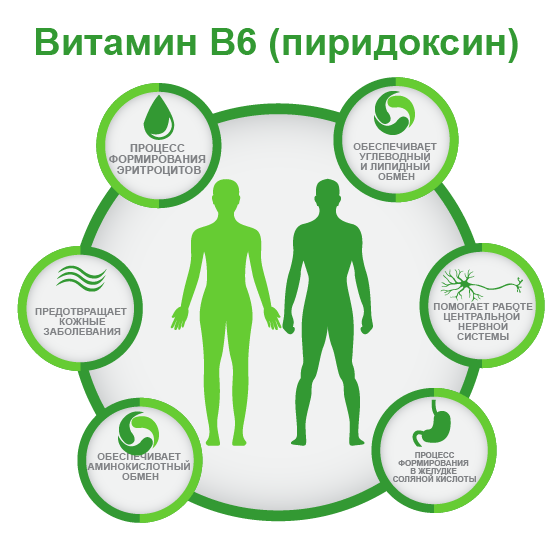 витамин B6 ифографика