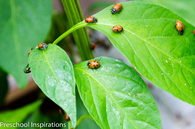Ladybug Facts ~ Preschool Inspirations-3