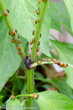 Ladybug Facts ~ Preschool Inspirations
