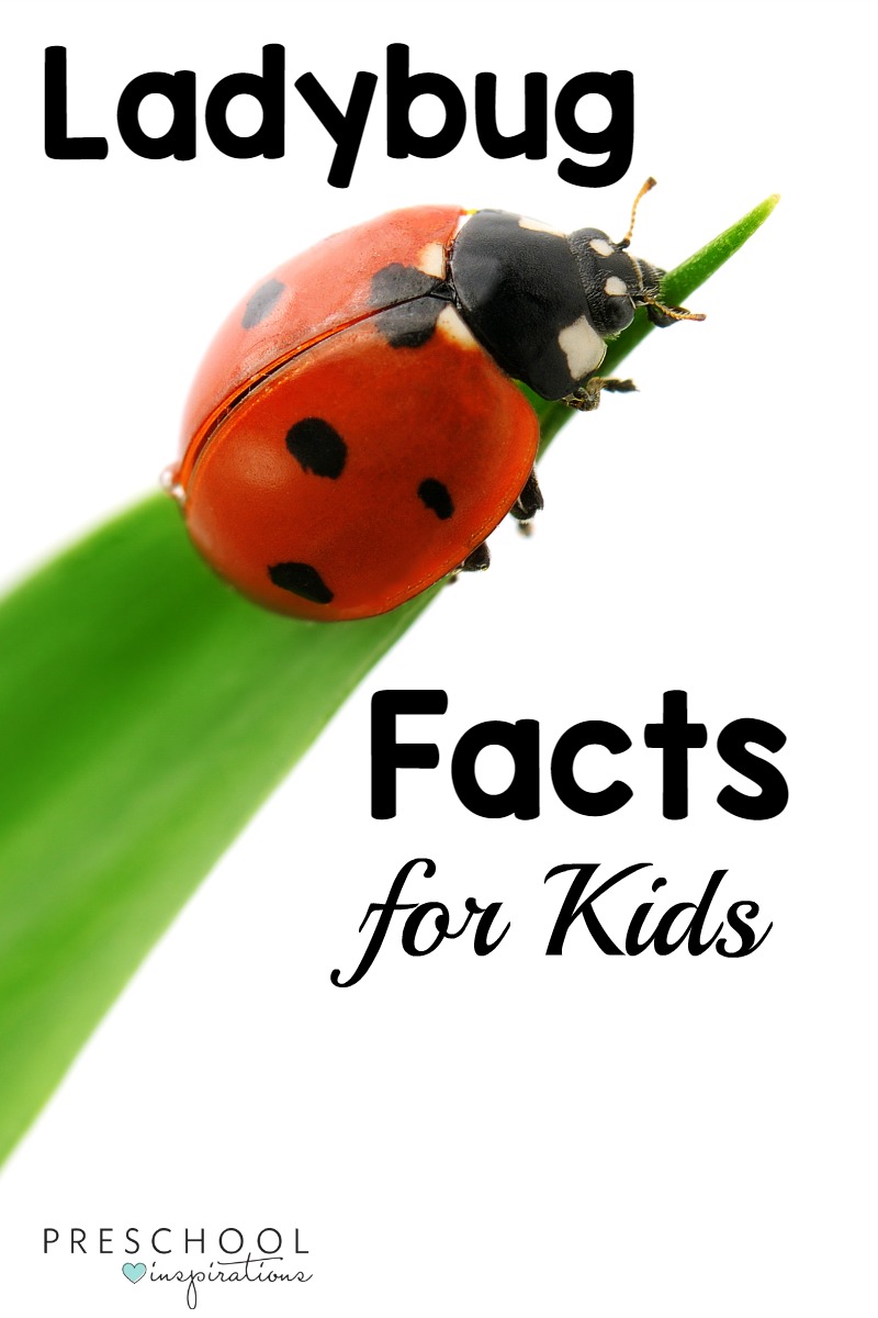Here are 20 ladybug facts for kids while doing a ladybug theme, learning about ladybugs, or learning about insects and bugs.